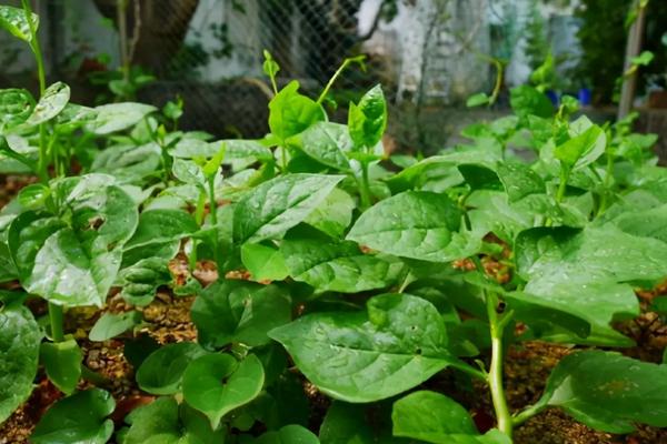 木耳菜怎么种，附冬季种植方法