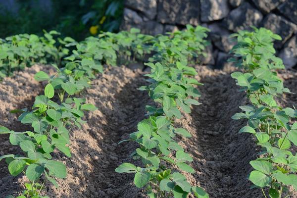 露天毛豆种植技术，种植适宜温度是多少