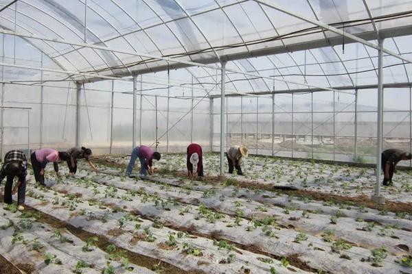 黄秋葵温室种植技术，附管理方法