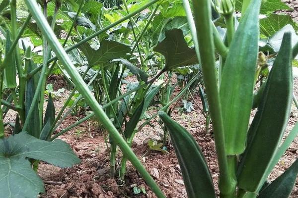 黄秋葵温室种植技术，附管理方法