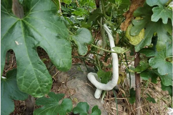 蛇瓜种植技术和时间，如何催芽