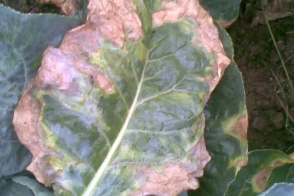 花椰菜的种植时间和种植方法，附病虫害防治