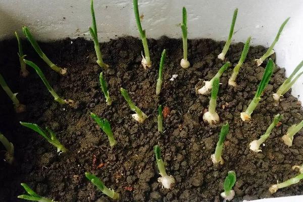 大蒜盆栽种植方法，附培育蒜苗步骤