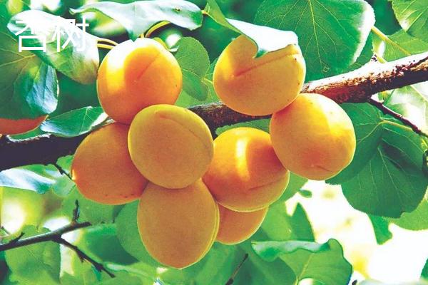 桃树和杏树的区别