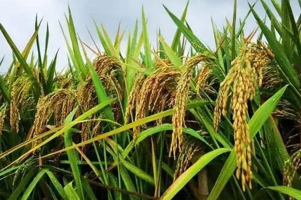 水稻习性，旱水稻怎么种植