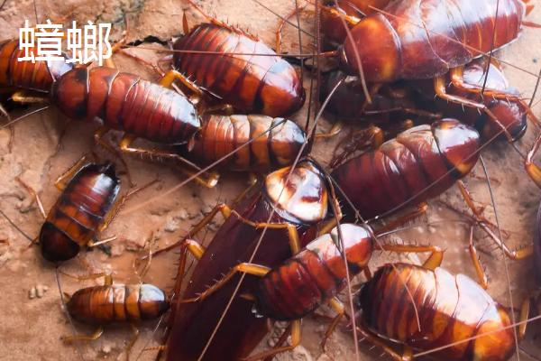 油虫用什么方法杀死，爬过的东西有毒吗？和蟑螂有什么区别