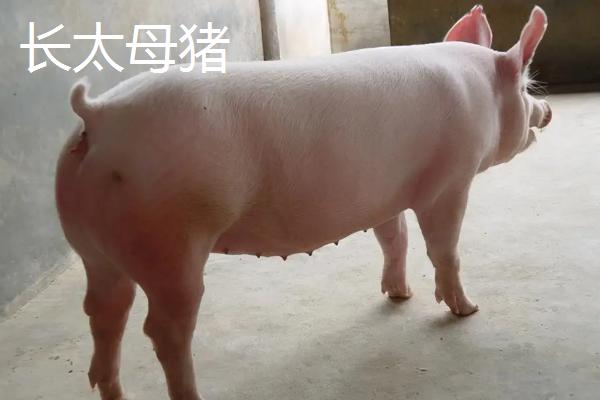长太母猪的特点，梅山母猪和太湖母猪有什么区别