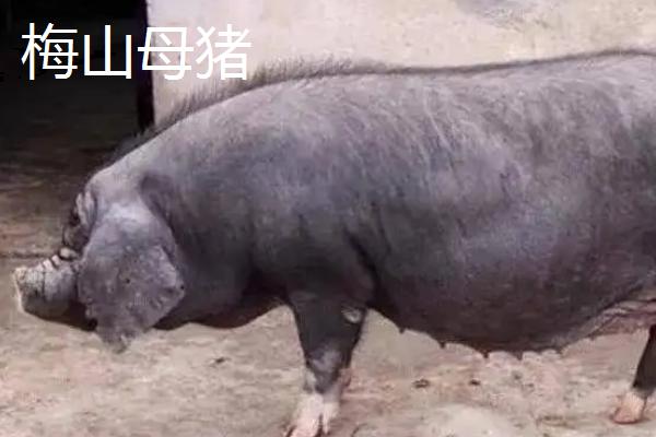 长太母猪的特点，梅山母猪和太湖母猪有什么区别