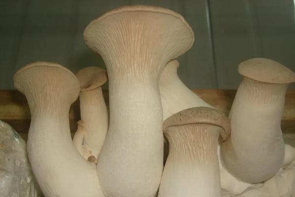 菇类有哪些品种