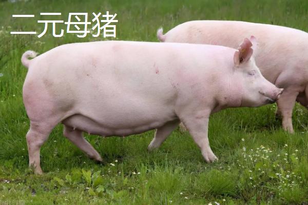 三元母猪和二元母猪的区别，三元母猪可以和杜洛克杂交吗