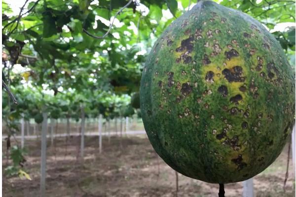 瓜蒌的种植技术管理，附病虫害综合防治