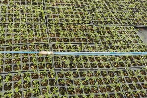 西葫芦种植时间和方法，详细介绍露天种植技术