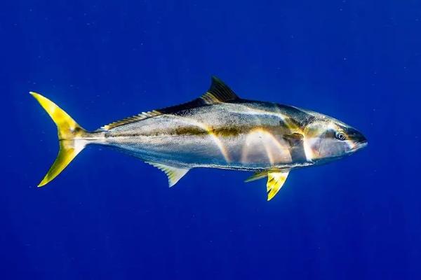 金枪鱼能人工养殖吗，怎样区别野生与养殖的金枪鱼