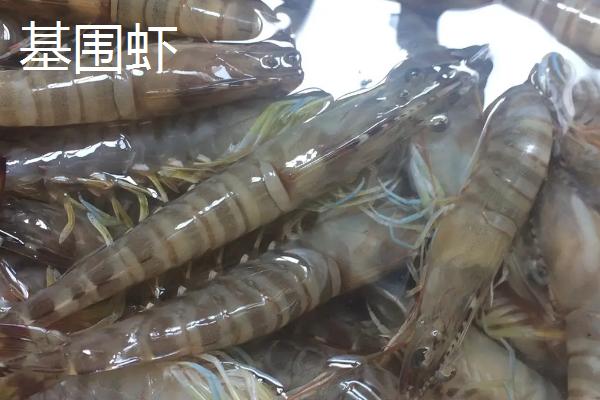 斑节虾是淡水养殖还是海水养殖，和基围虾有什么区别