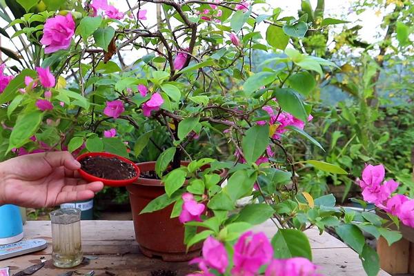 花卉三角梅的种植方法，有哪些品种