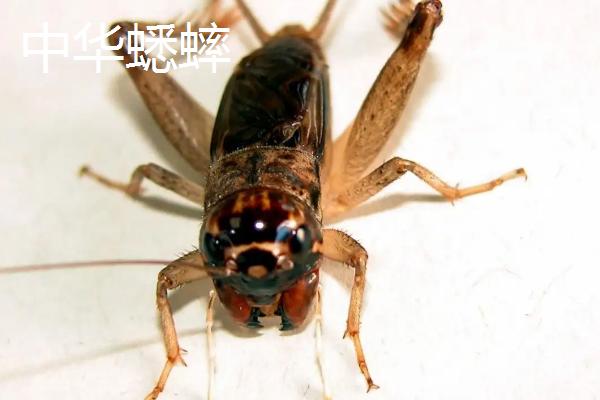 蟋蟀种类，油蛉与蟋蟀的区别