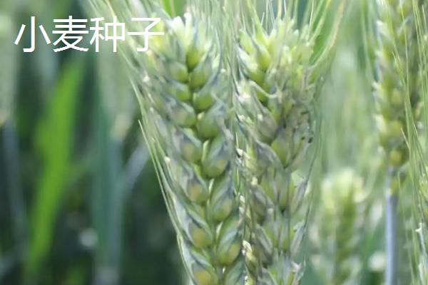 野燕麦种子传播方法，和小麦种子有什么区别