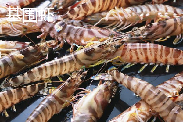 海虾种类，与淡水虾有什么区别