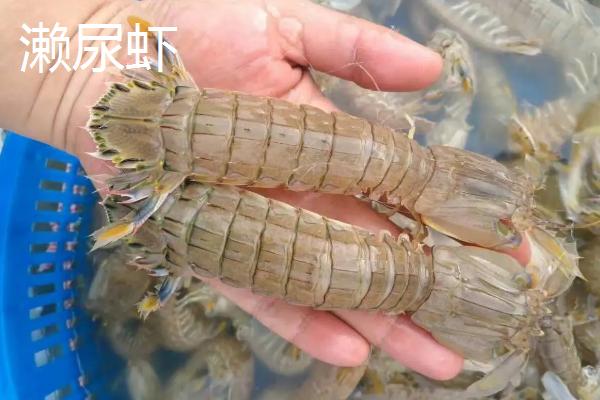 海虾种类，与淡水虾有什么区别
