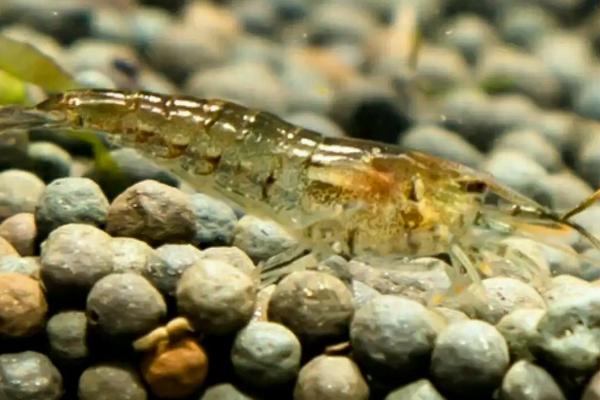 野生河虾什么季节捕捉最多，野生虾和养殖虾的区别
