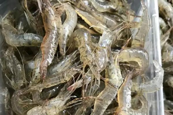 野生河虾什么季节捕捉最多，野生虾和养殖虾的区别