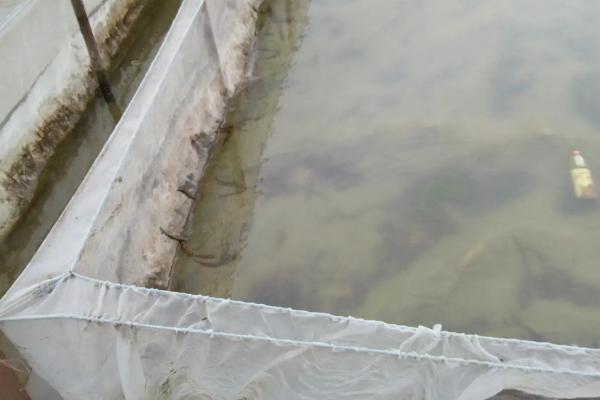 网箱养殖黄鳝技术，野生黄鳝和养殖黄鳝有什么区别