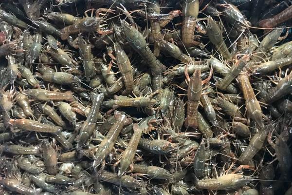 淡水龙虾养殖周期多久，附养殖方法和环境