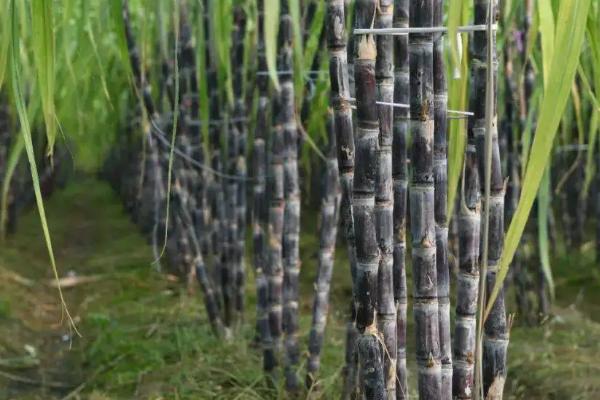 甘蔗的种植方法和管理技术