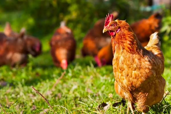 鸡身上的油有什么用处，附鸡的养殖方法