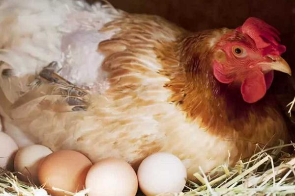 母鸡下蛋需要公鸡受精吗，怎么区分母鸡下蛋和不下蛋