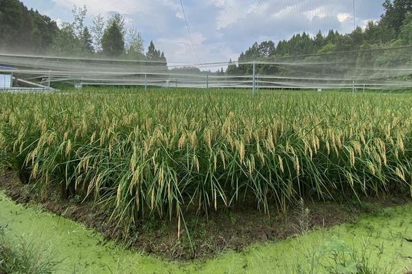 巨型稻为什么不推广，巨型稻的特点