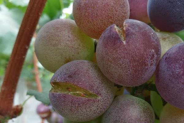 葡萄裂果是什么原因怎么防治