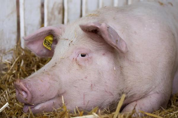 为什么母猪配种当天不喂料，母猪人工授精技术要点步骤