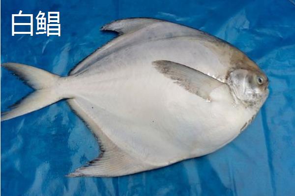 白鲳鱼和平鱼的区别
