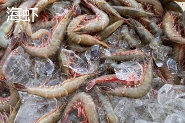 养殖虾多少个月可以出售，和海虾有什么区别