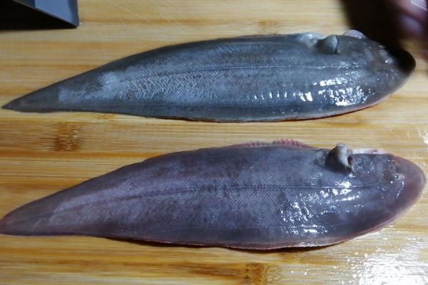 龙鳞鱼和龙利鱼区别，除了龙利鱼还有什么鱼是无骨的