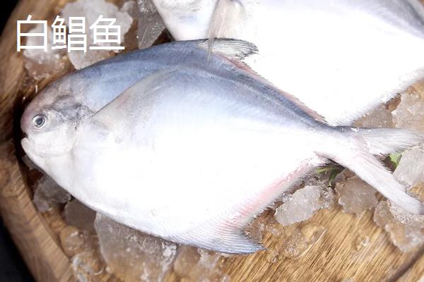 白鲳鱼金鲳鱼银鲳鱼的区别