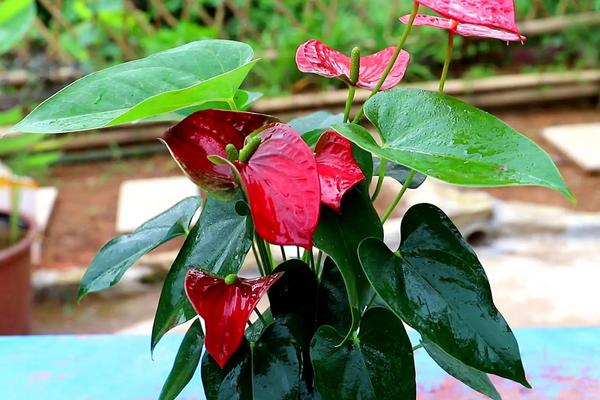 花卉红掌的养殖方法和注意事项，适合放在室内养吗
