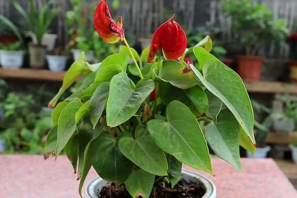 花卉红掌的养殖方法和注意事项，适合放在室内养吗