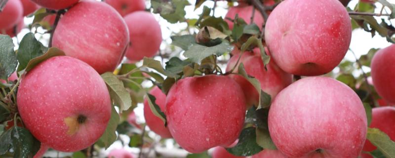 我国种植苹果的历史，苹果常见的品种有哪些