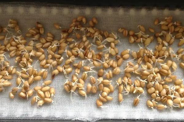 小麦种子过了保质期能种吗，怎么种