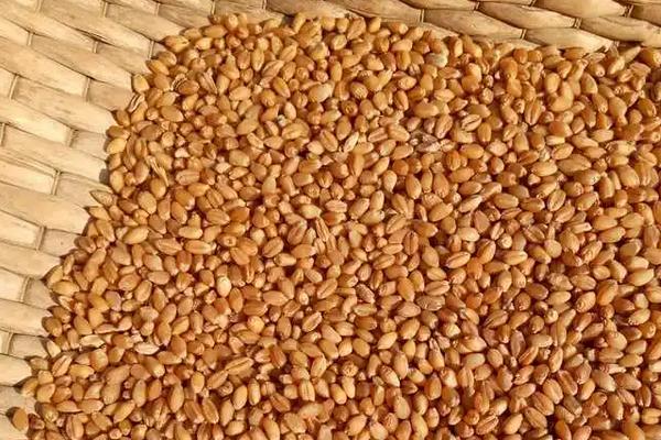 小麦种子过了保质期能种吗，怎么种