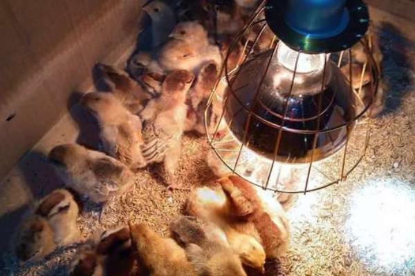 小鸡冻了能救活吗，附小鸡养殖技术和饲养管理