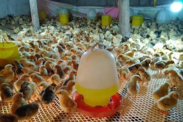 小鸡冻了能救活吗，附小鸡养殖技术和饲养管理