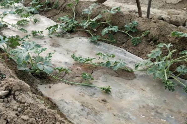种植西瓜的步骤以及方法，西瓜底肥施肥方案