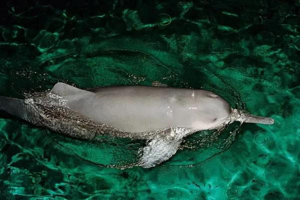白鳍豚生活在哪个区域，属于什么类动物，和长江江豚有何区别