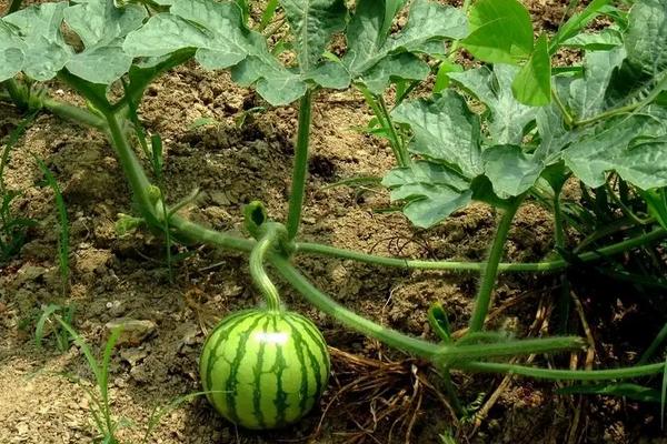 种植西瓜的步骤以及方法，西瓜底肥施肥方案