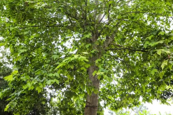法桐树病虫害的防治，和梧桐树有什么不同