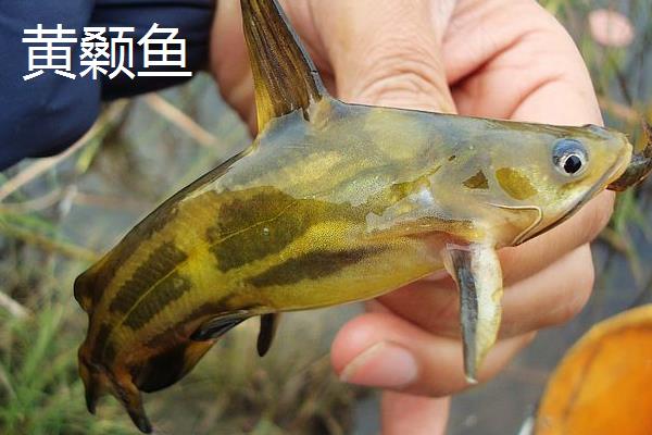 黄颡鱼和鲶鱼的区别