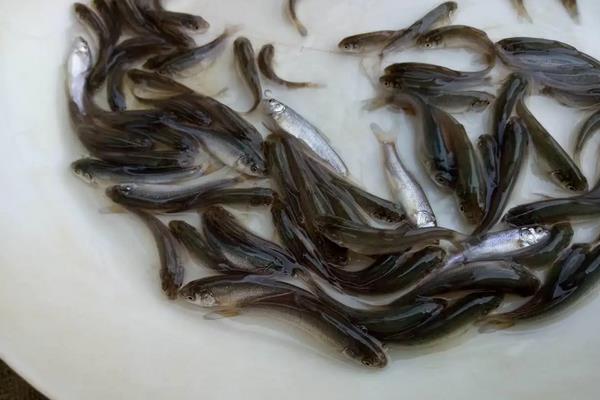 淡水银鳕鱼的养殖技术，适宜温度是多少